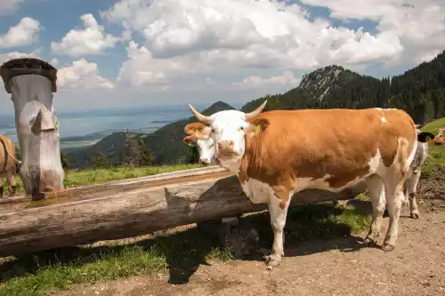 Sennerin Naderbauer-Hof Hochplatte Bayern